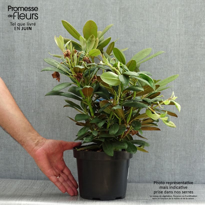 Exemplaar van Rhododendron Porzellan - Dwergrododendron Pot van 3 l/4 l zoals geleverd in de zomer