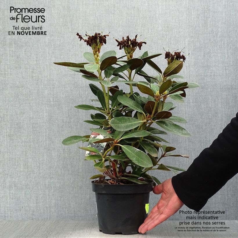 Exemplaar van Rhododendron Silberwolke - Dwergrododendron Pot van 3 l/4 l zoals geleverd in de herfst