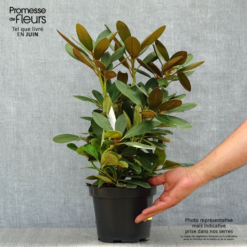 Exemplaar van Rhododendron Silberwolke - Dwergrododendron Pot van 3 l/4 l zoals geleverd in de zomer