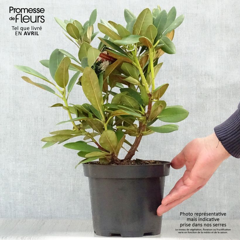 Example of Rhododendron Silberwolke - Dwergrododendron Pot van 3 l/4 l as you get in printemps