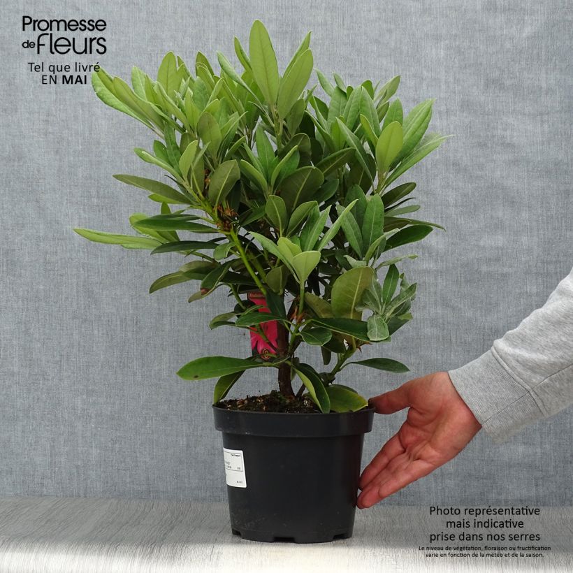 Exemplaar van Rhododendron Sneezy - Dwergrododendron Pot van 2 l/3 l zoals geleverd in de lente