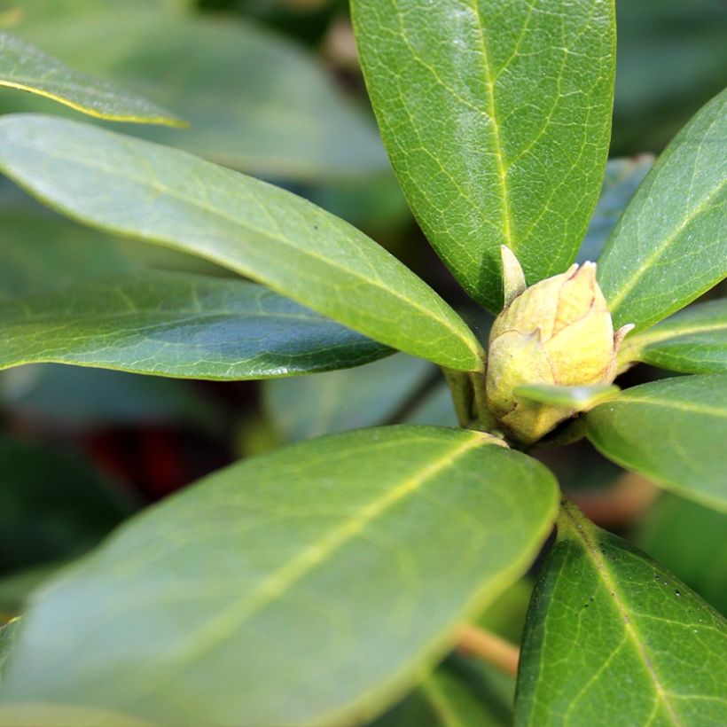 Rhododendron Sneezy - Dwergrododendron (Blad)