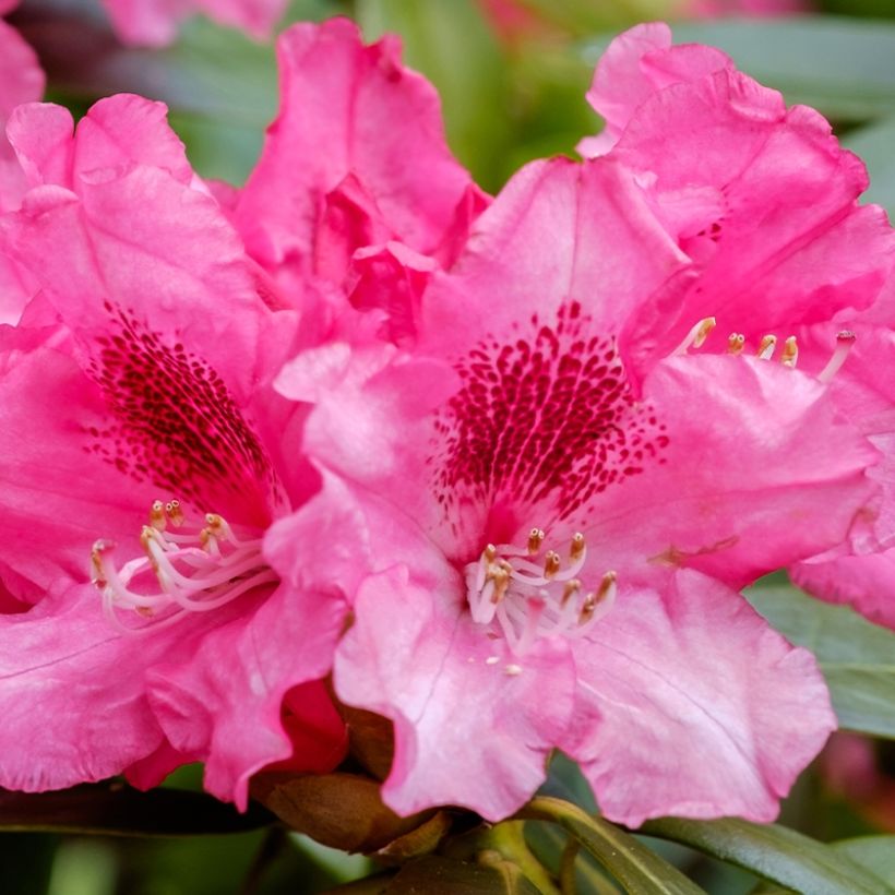 Rhododendron Sneezy - Dwergrododendron (Bloei)