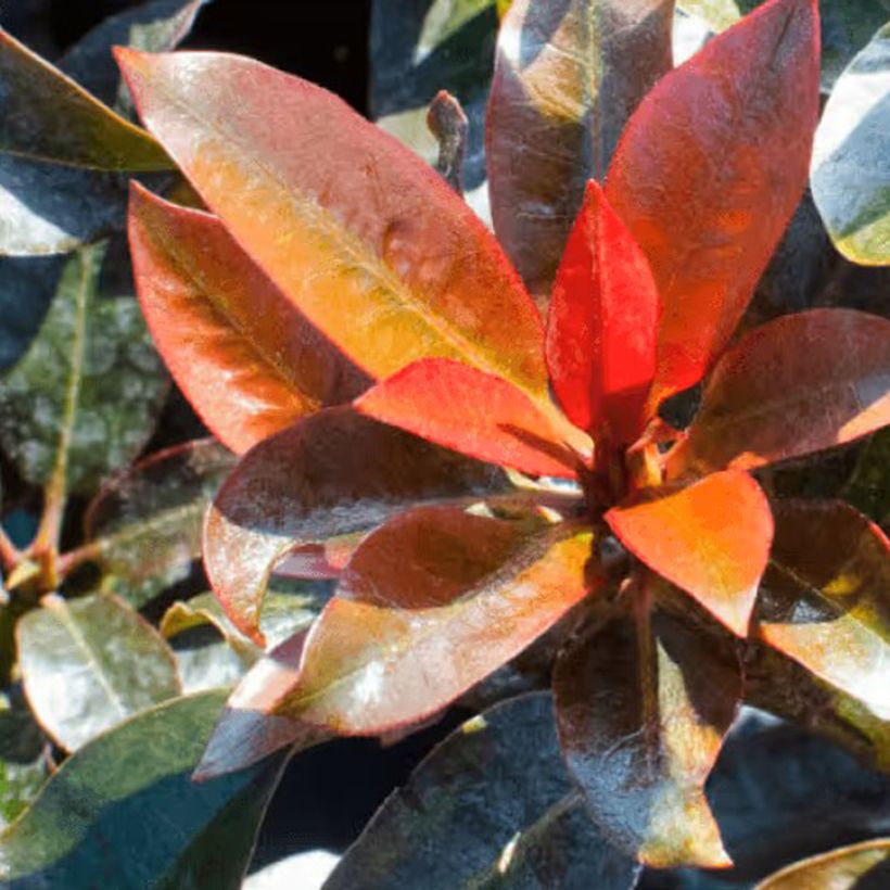 Rhododendron Choco & Pink- Grootbloemige rododendron (Blad)