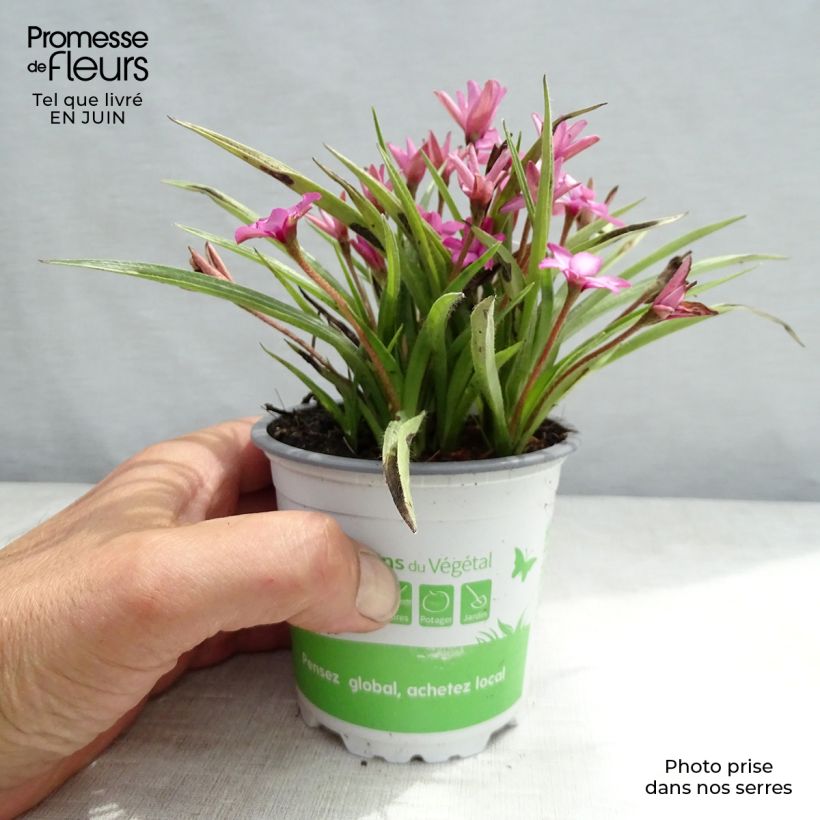 Exemplaar van Rhodohypoxis Fairytale - Sterretjesgras Pot van 1,5 l/2 l zoals geleverd in de zomer
