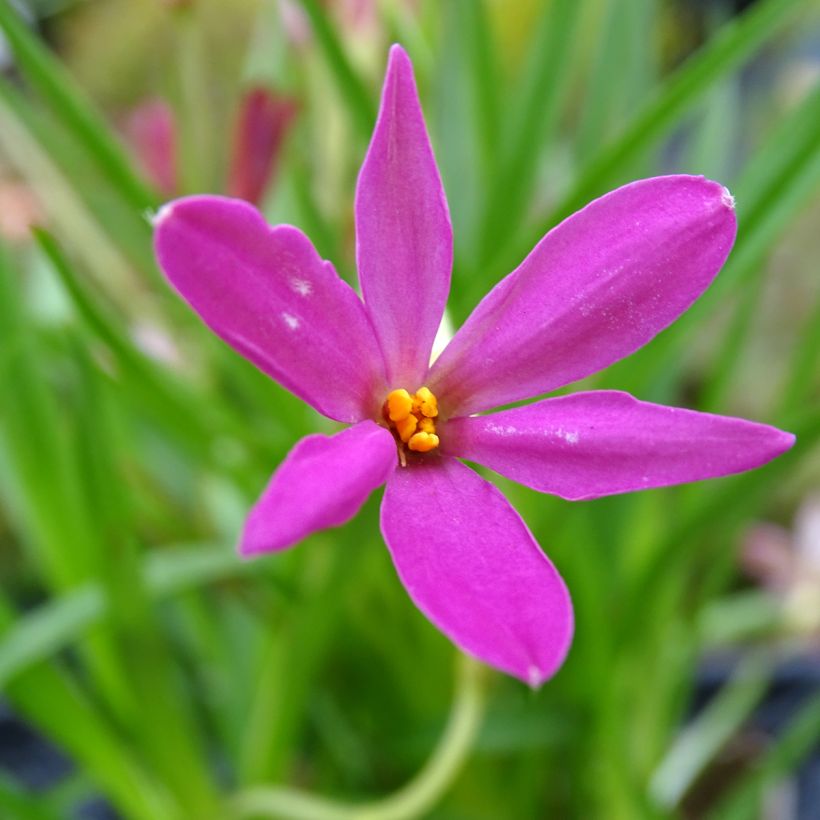 Rhodohypoxis Fairytale - Sterretjesgras (Bloei)