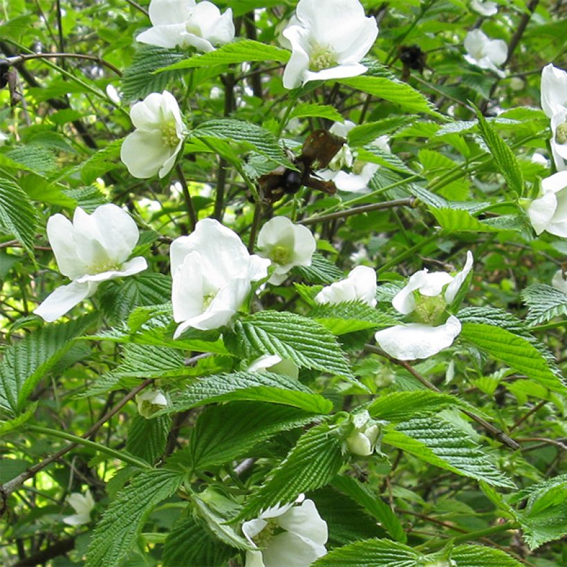 Rhodotypos scandens - Schijnkerria (Bloei)