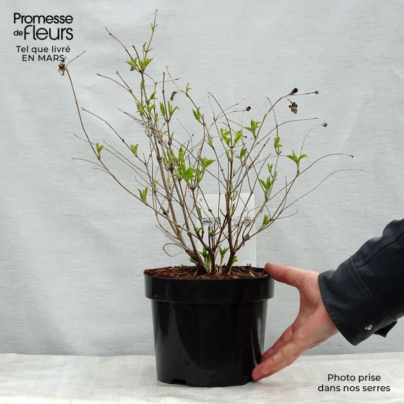 Exemplaar van Rhodotypos scandens - Schijnkerria Pot van 3 l/4 l zoals geleverd in de lente