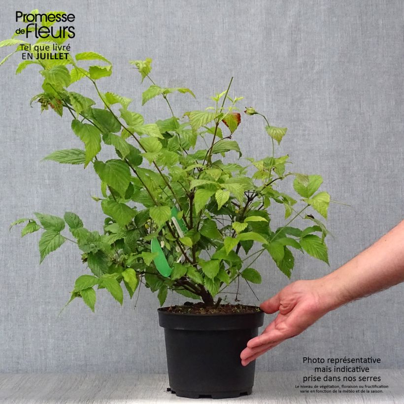 Exemplaar van Rhodotypos scandens - Schijnkerria Pot van 3 l/4 l zoals geleverd in de zomer