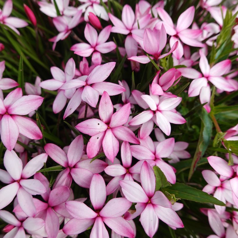 Rhodoxis Abigail (Bloei)