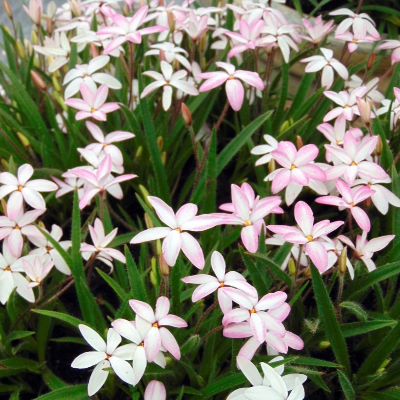 Rhodoxis Fairy Kisses - Sterretjesgras (Groeiplaats)