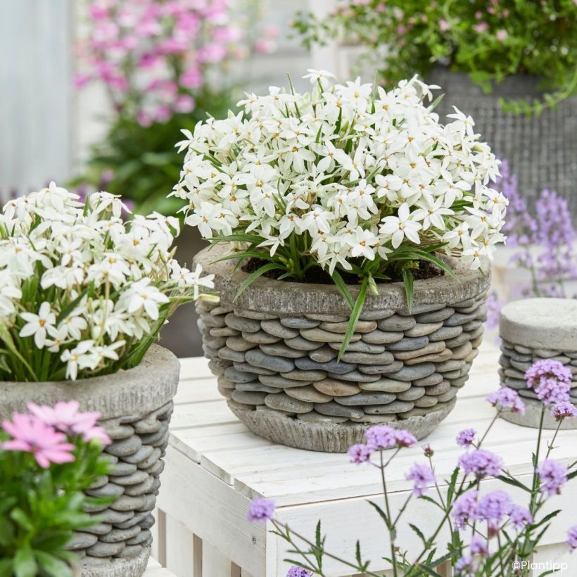 Rhodohypoxis Fairy Snow - Sterretjesgras (Groeiplaats)