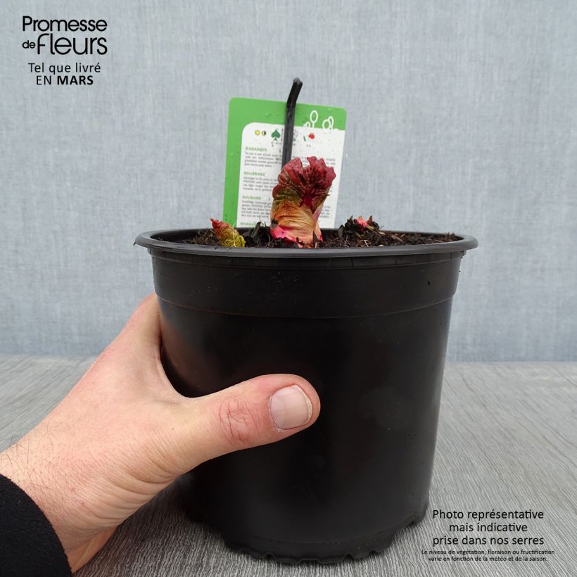 Exemplaar van Rabarber Mikoot Pot van 2 l/3 l zoals geleverd in de winter