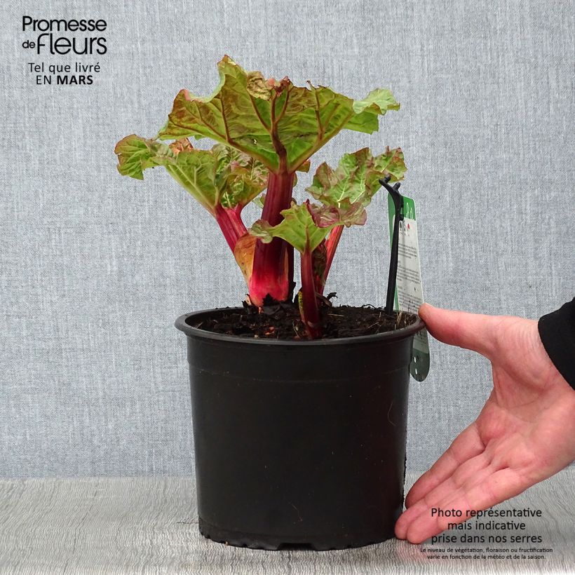 Exemplaar van Rabarber Valentine Pot van 2 l/3 l zoals geleverd in de winter
