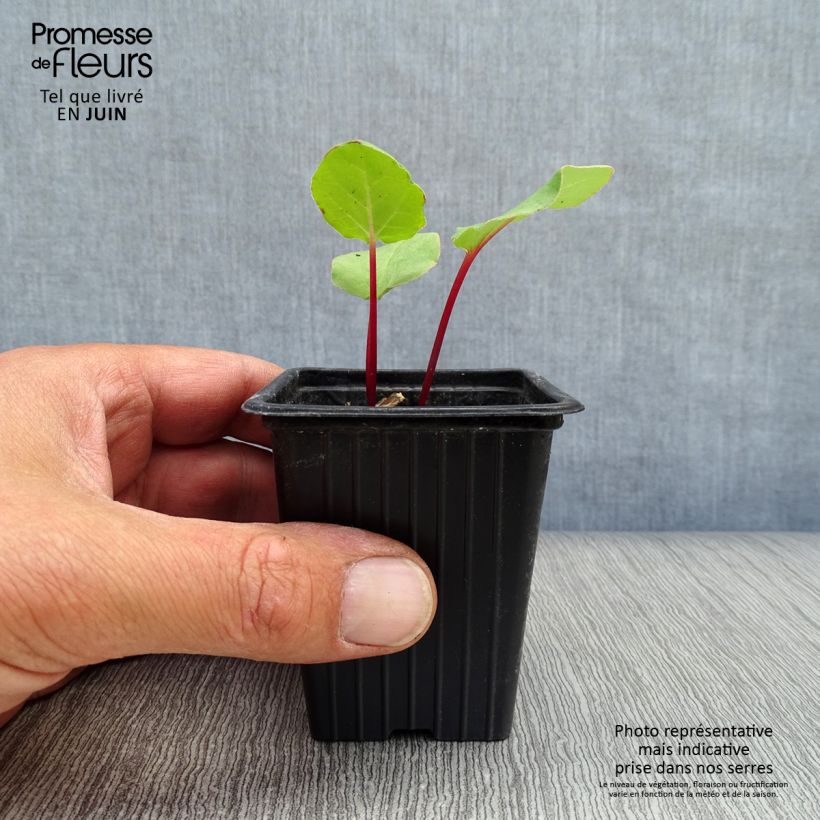 Exemplaar van Rabarber BIO - Rheum rhabarbarum Kweekpotje van 8/9 cm zoals geleverd in de zomer