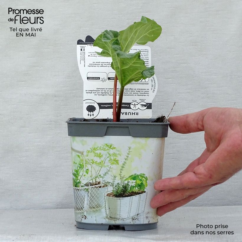 Exemplaar van Rabarber BIO - Rheum rhabarbarum Pot van 1 l/1,5 l zoals geleverd in de lente