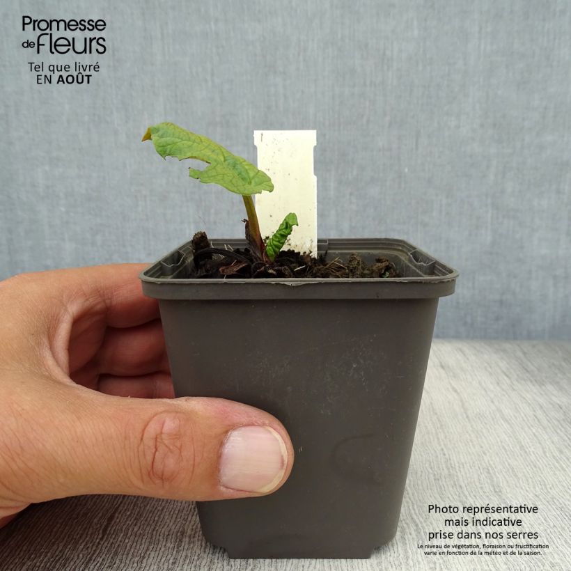 Exemplaar van Rheum palmatum tanguticum - Russische rabarber Kweekpotje van 8/9 cm zoals geleverd in de zomer