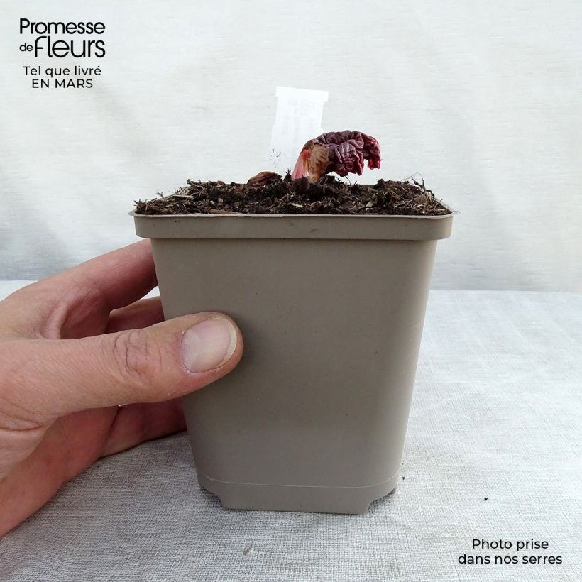 Exemplaar van Rheum palmatum tanguticum - Russische rabarber Kweekpotje van 8/9 cm zoals geleverd in de lente