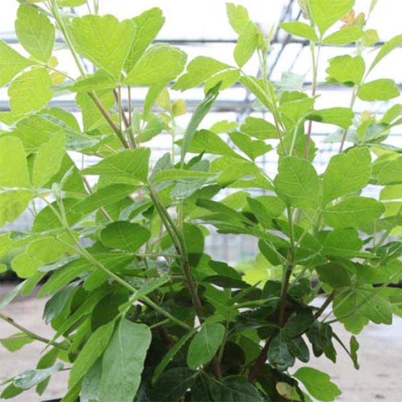 Rhus aromatica Gro-Low - Welriekende sumak (Blad)