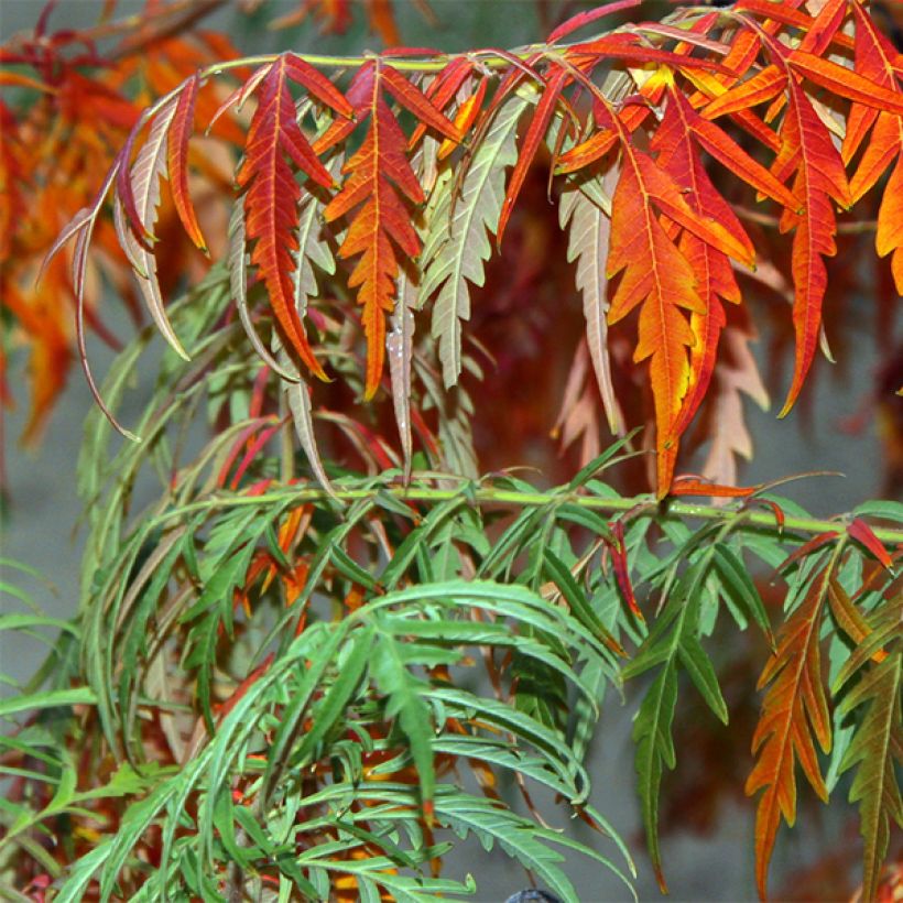 Rhus glabra Laciniata - Gladde sumak (Foliage)