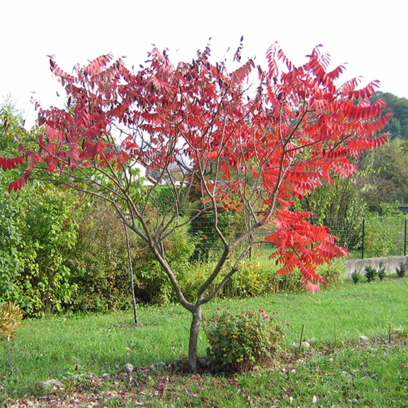 Rhus glabra Laciniata - Gladde sumak (Plant habit)