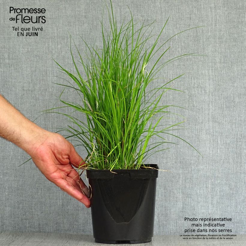 Exemplaar van Rhynchospora colorata - Stergras Pot van 2 l/3 l zoals geleverd in de zomer