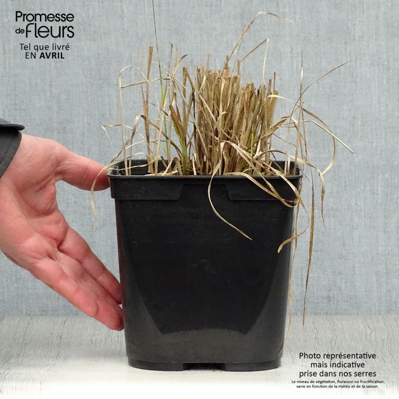 Example of Rhynchospora colorata - Stergras Pot van 2 l/3 l as you get in printemps