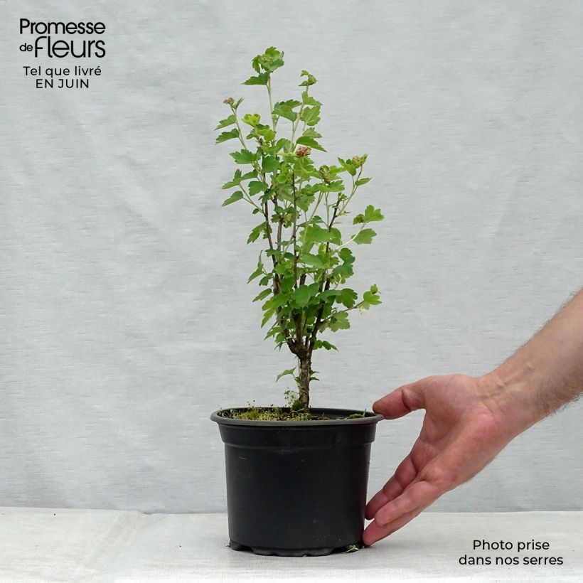 Exemplaar van Ribes alpinum - Alpenbes Pot van 2 l/3 l zoals geleverd in de zomer