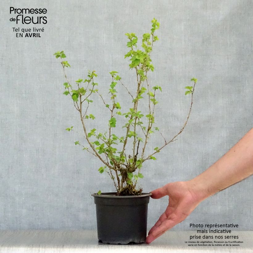 Exemplaar van Ribes alpinum - Alpenbes Pot van 2 l/3 l zoals geleverd in de lente
