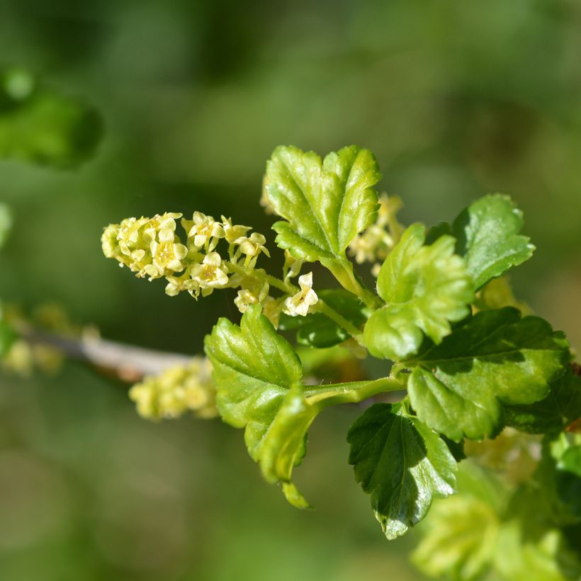Ribes alpinum - Alpenbes (Bloei)
