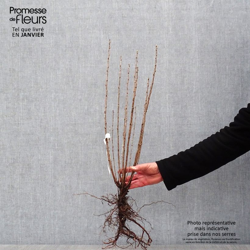 Exemplaar van Ribes alpinum - Alpenbes Naakte wortel zoals geleverd in de winter