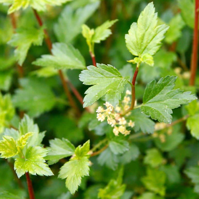 Ribes alpinum Schmidt - Alpenbes (Blad)