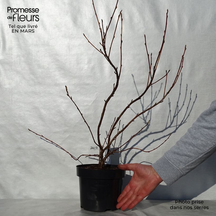 Exemplaar van Ribes gordonianum - Groseillier de Gordon Pot van 3 l/4 l zoals geleverd in de lente