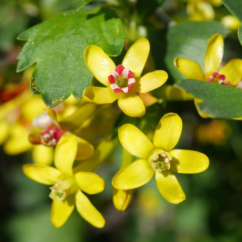 Ribes odoratum - Gele ribes (Bloei)