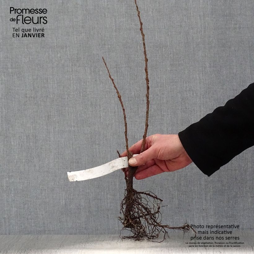 Exemplaar van Ribes odoratum - Gele ribes Naakte wortel zoals geleverd in de winter