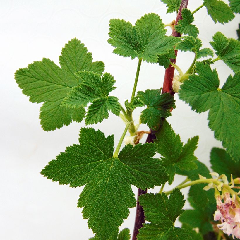 Ribes sanguineum - Rode ribes (Blad)