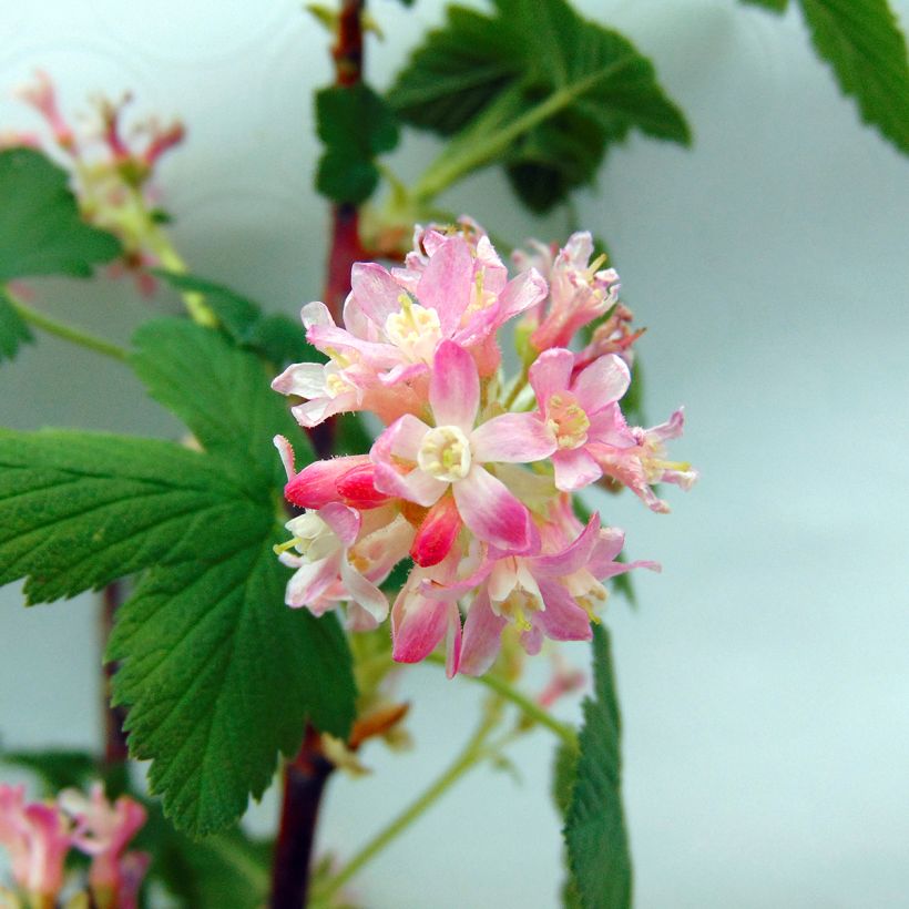 Ribes sanguineum - Rode ribes (Bloei)