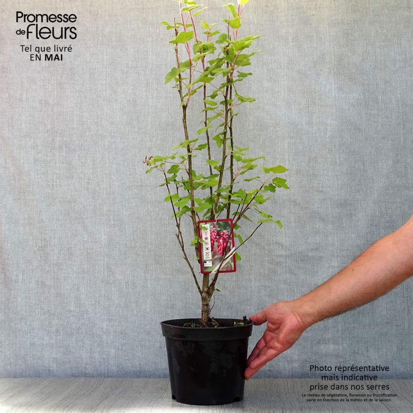 Exemplaar van Ribes sanguineum King Edward VII - Rode ribes Pot van 3 l/4 l zoals geleverd in de lente