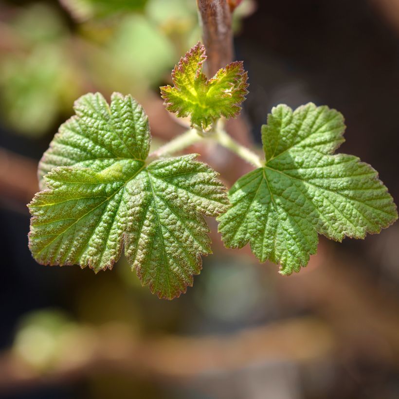 Ribes sanguineum King Edward VII - Rode ribes (Blad)