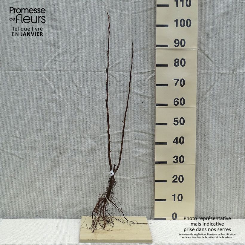 Exemplaar van Ribes sanguineum King Edward VII - Rode ribes Naakte wortel zoals geleverd in de winter