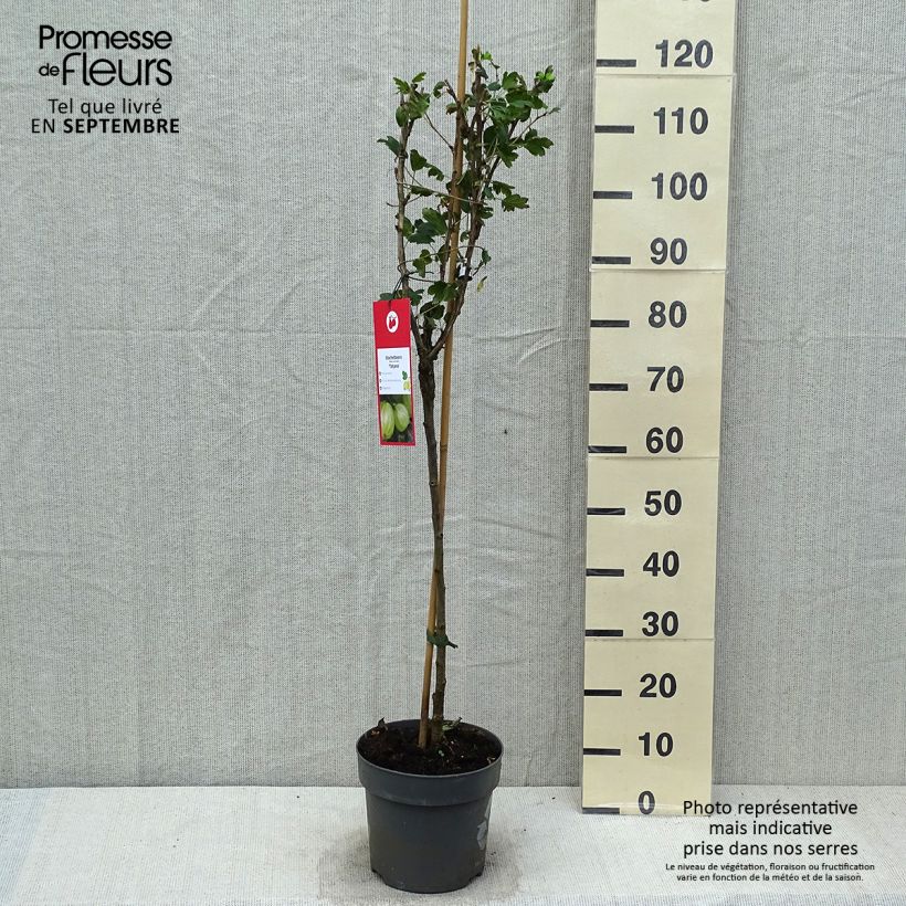 Exemplaar van Groseillier à maquereaux Tatjana - Ribes uva-crispa Pot de 6L/7L, Tige, Tige de 40 cm zoals geleverd in de herfst