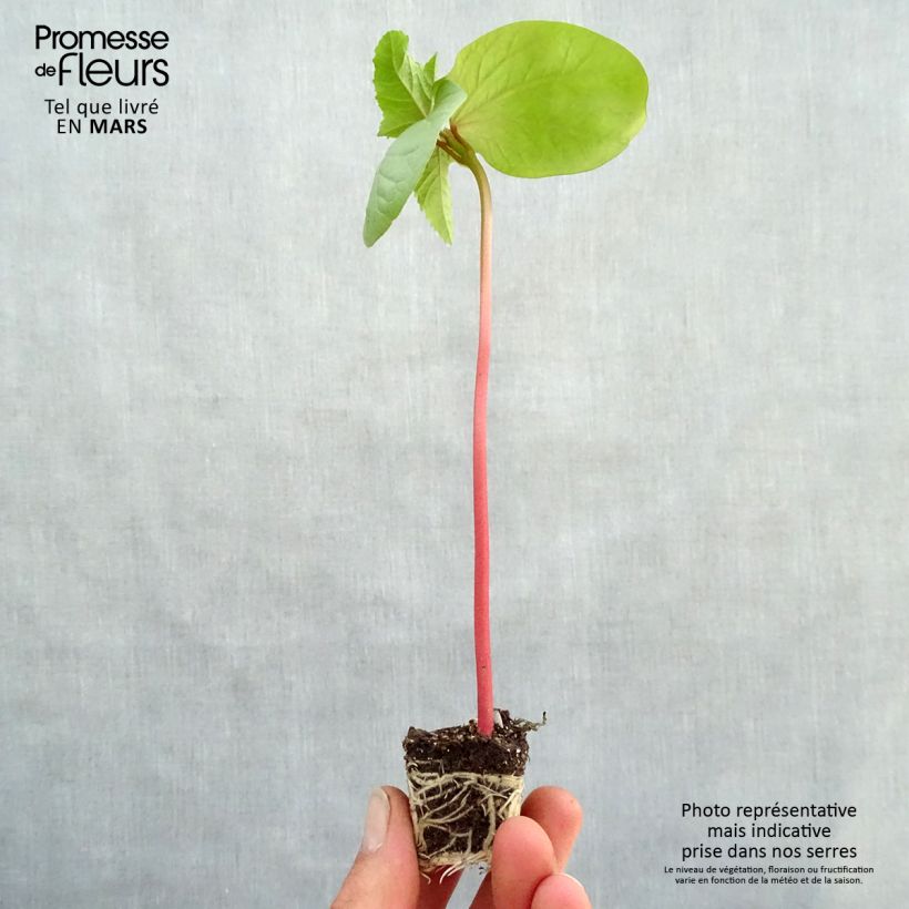 Exemplaar van Ricinus communis Honolulu - Wonderboom Mini-mot Ø 3/4 cm zoals geleverd in de lente