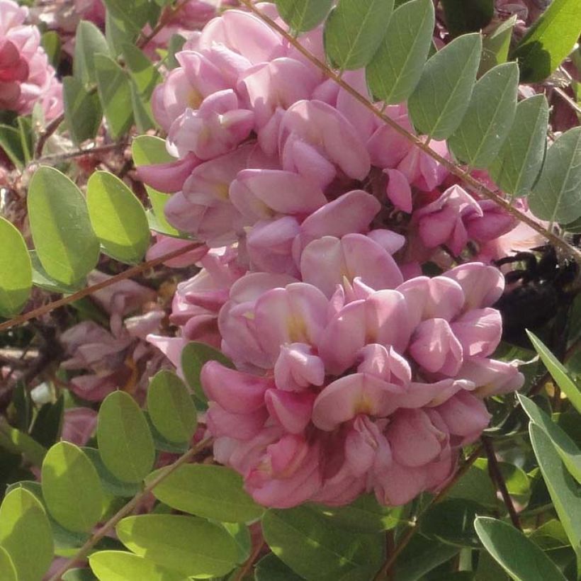Robinia hispida Rosea - Rode regen (Flowering)