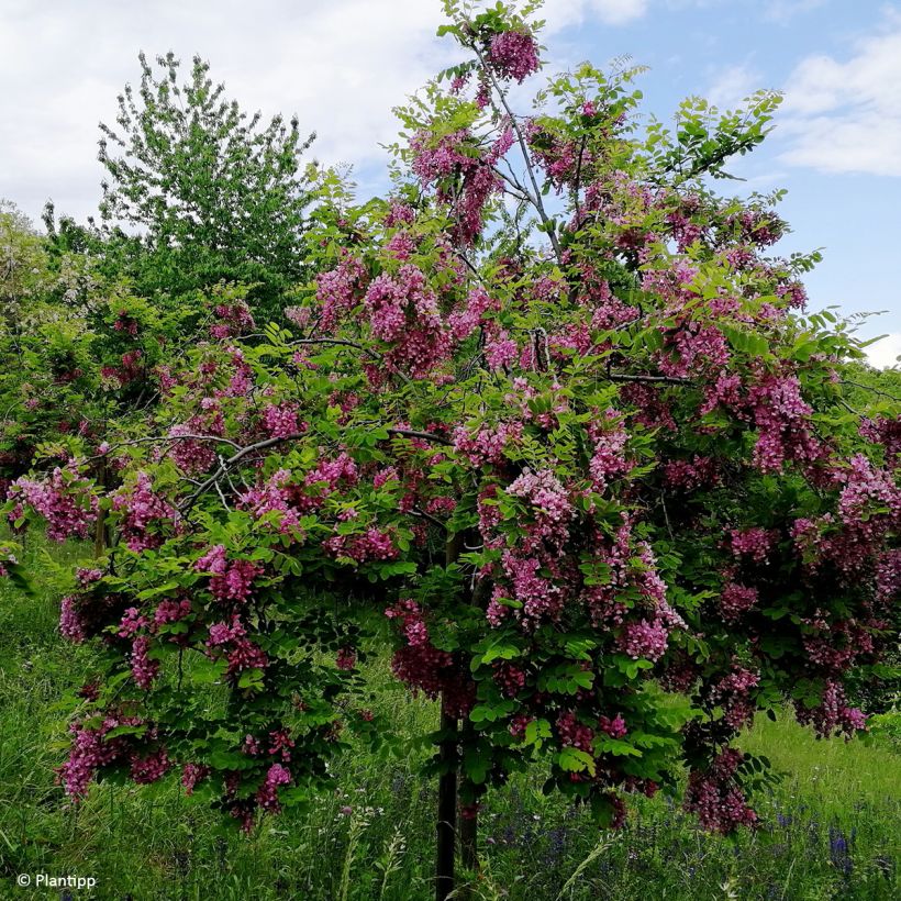 Robinia margaretta Georgia da Torino - Roze schijnacacia (Groeiplaats)