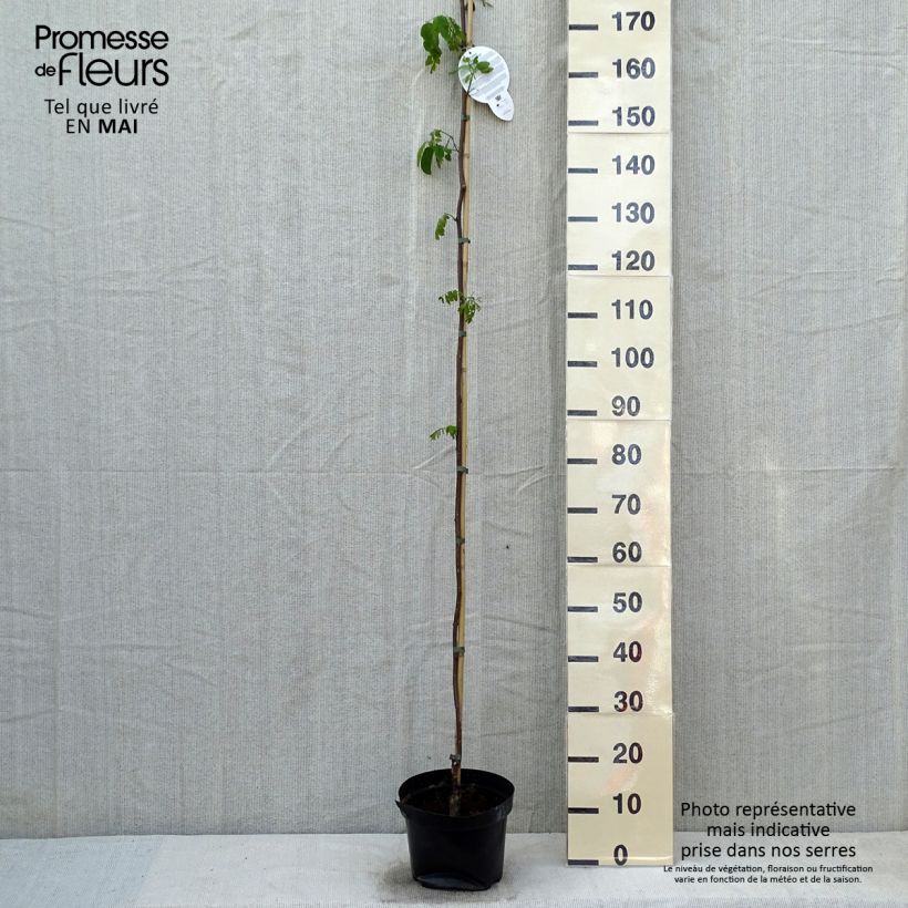 Exemplaar van Robinia pseudoacacia Casque Rouge - Valse acacia Pot van 4 l/5 l zoals geleverd in de lente