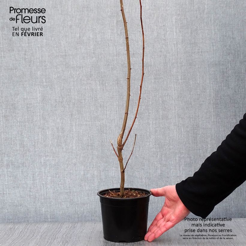 Exemplaar van Robinia pseudoacacia - Valse acacia Pot van 2 l/3 l zoals geleverd in de winter