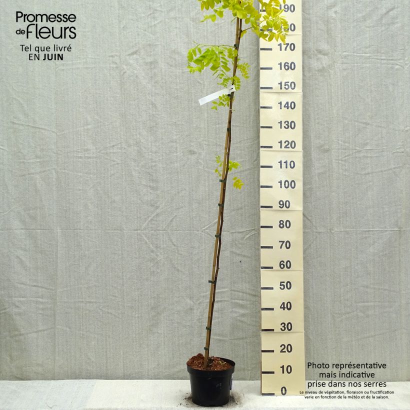 Exemplaar van Robinia pseudoacacia Frisia - Valse acacia Pot van 4 l/5 l zoals geleverd in de lente