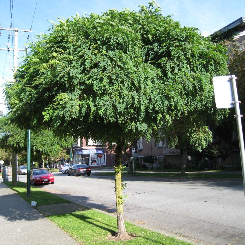 Robinia pseudoacacia Umbraculifera - Valse acacia (Plant habit)