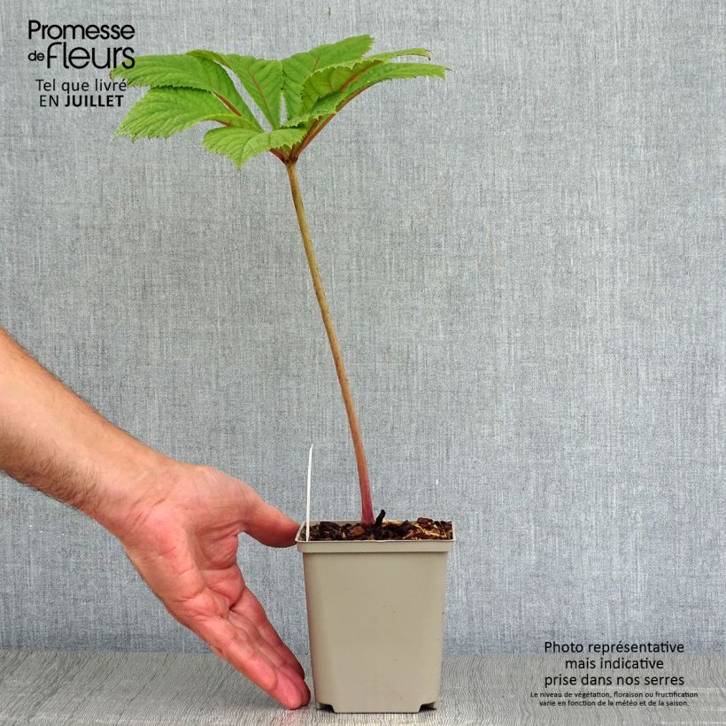 Exemplaar van Rodgersia aesculifolia Irish Bronze - Schout-bij-nacht Kweekpotje van 8/9 cm zoals geleverd in de zomer