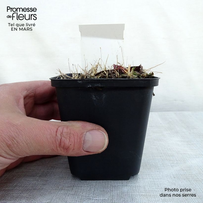 Exemplaar van Rodgersia La Blanche - Schout-bij-nacht Kweekpotje van 8/9 cm zoals geleverd in de lente